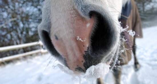 Basic-Horse-Care-Snow-Nose