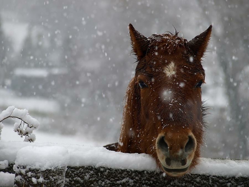 horse-in-snow