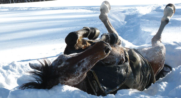 Horses_in_Snow_at_Brook_Hil