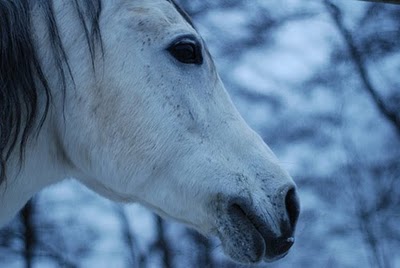 winter horse