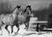 winter_horses_012-2